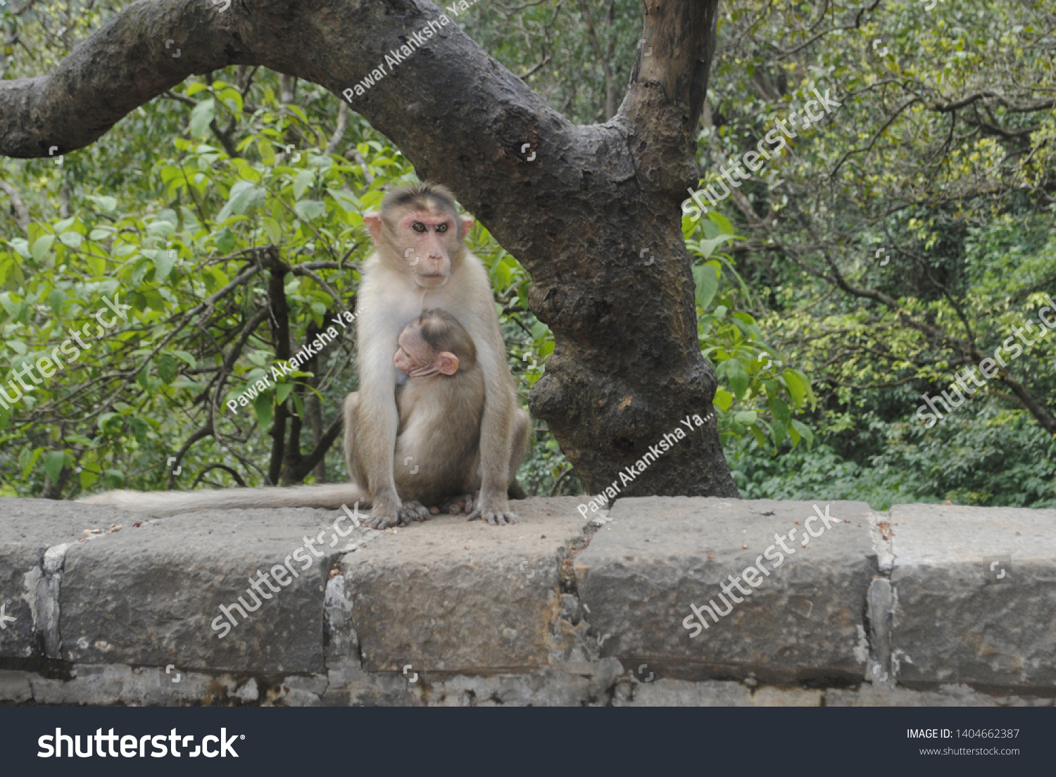 Baby Monkey Hug Mother Monkey Stock Photo 1404662387 Shutterstock