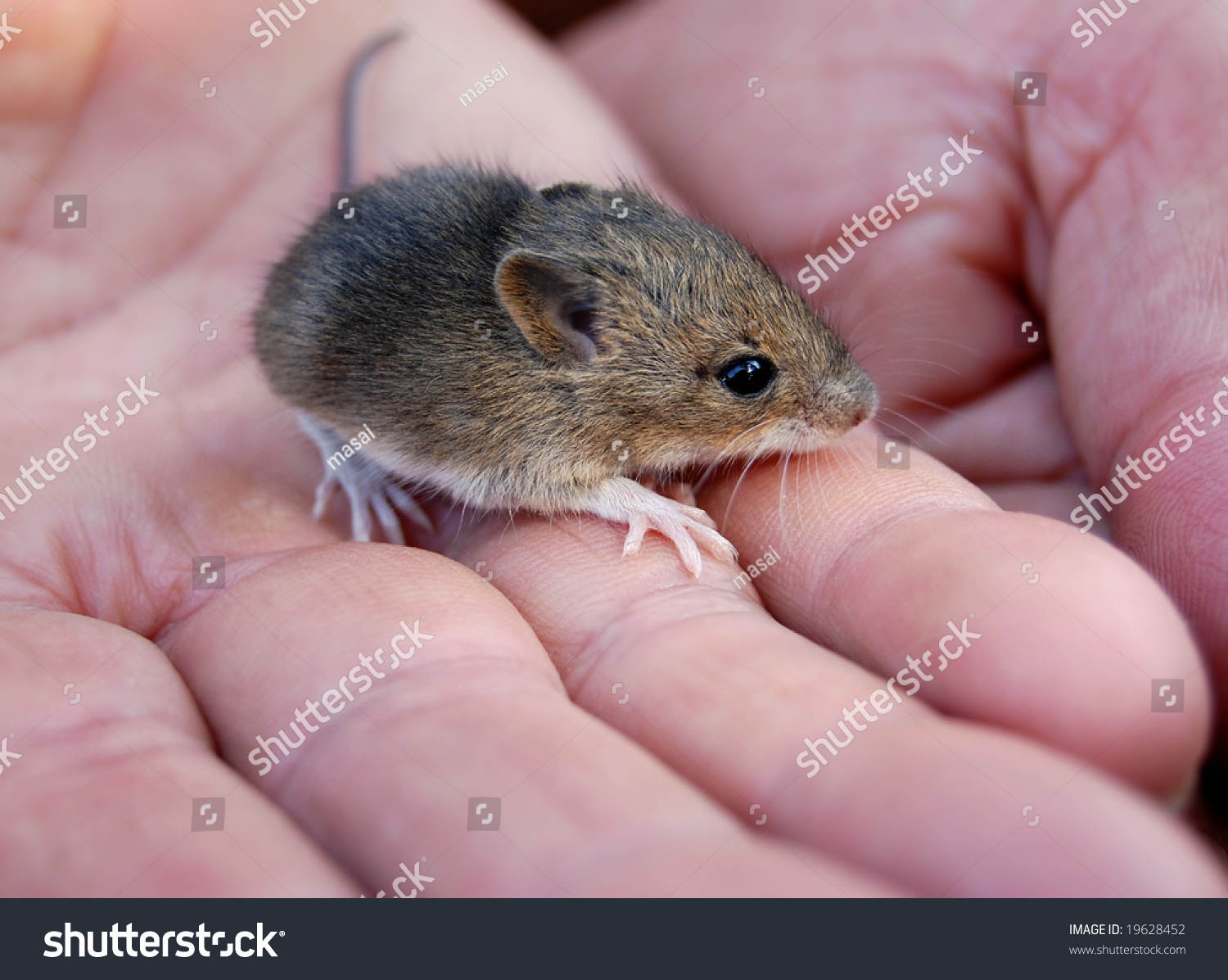 Baby Mouse Stock Photo Edit Now