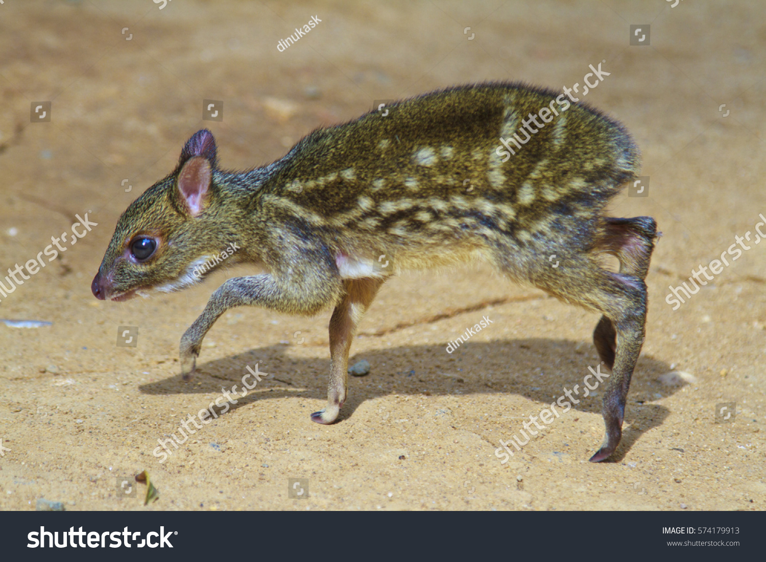 Baby Mouse Deer Stock Photo Edit Now