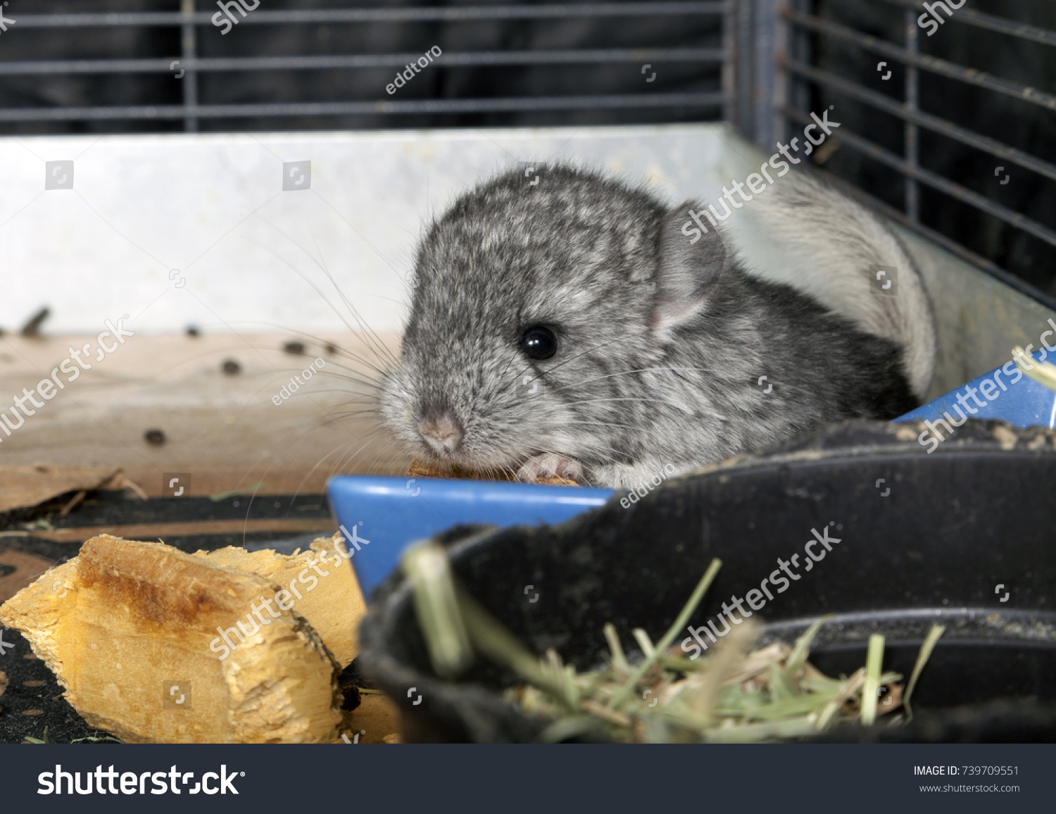 baby chinchilla cage