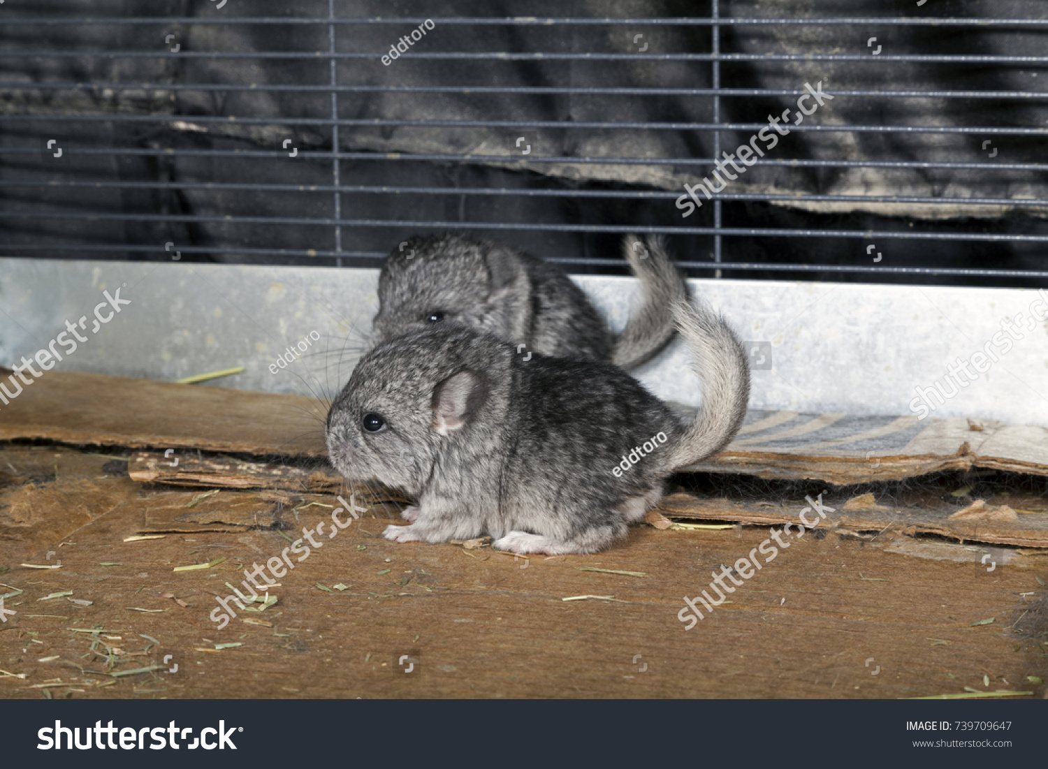 baby chinchilla cage