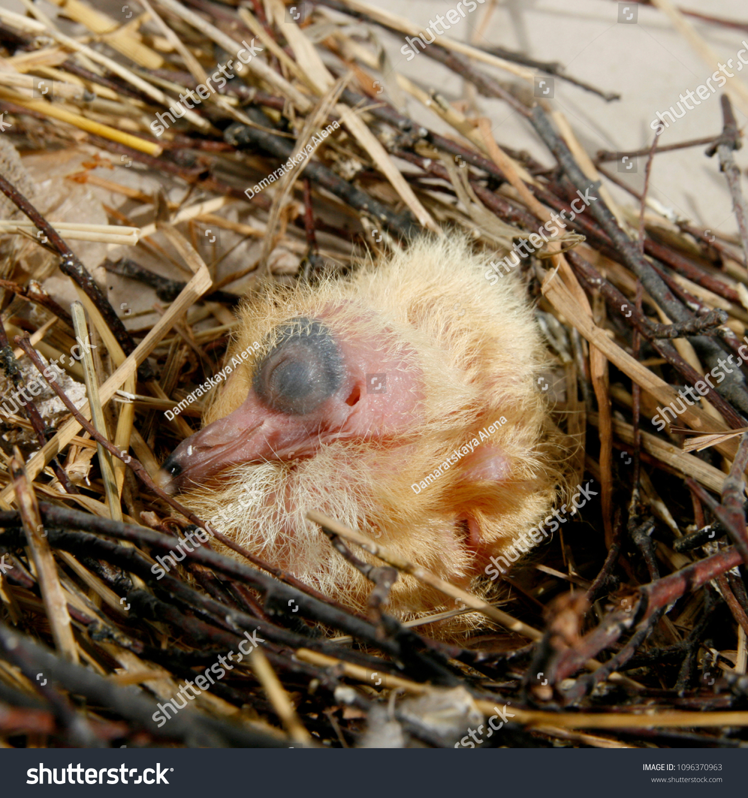 Baby Pigeon His Nest 4 Days Stock Photo Edit Now
