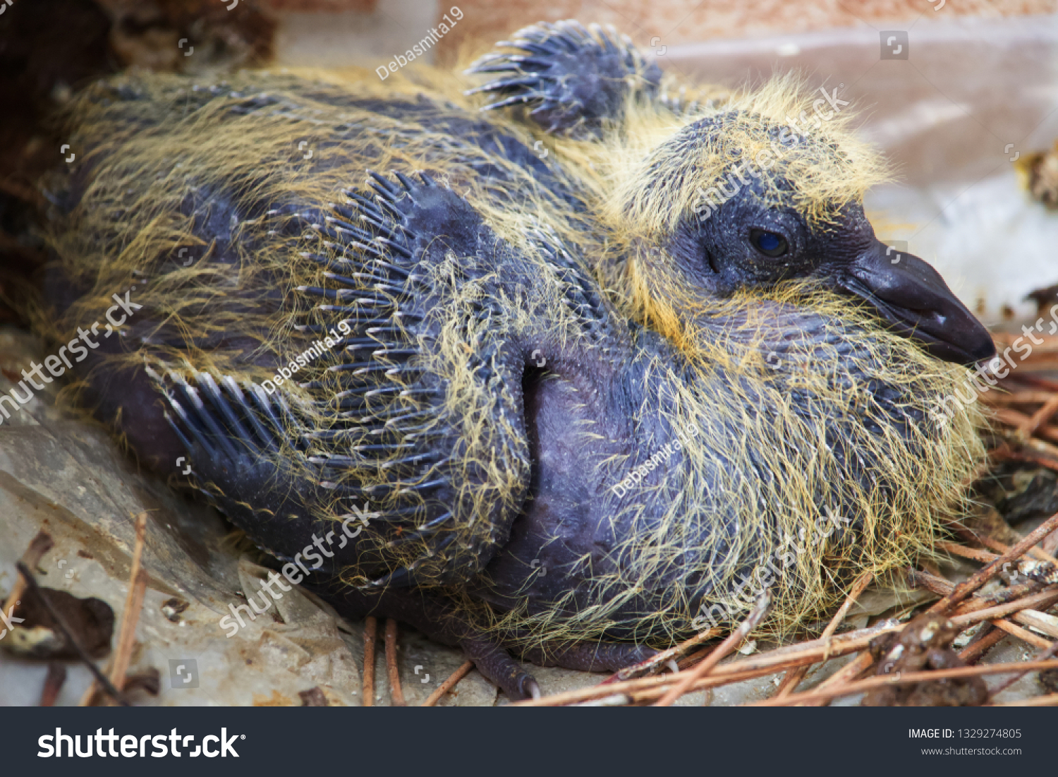 Baby Pigeon Nest Yellow Hair Stock Photo Edit Now