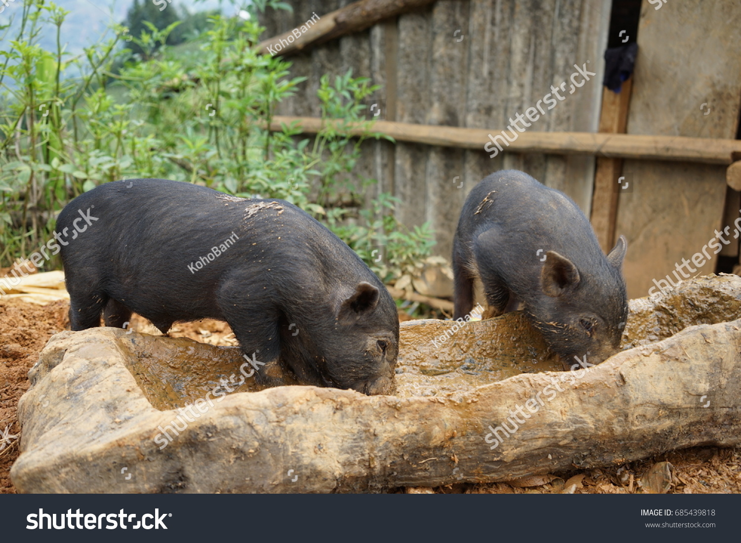 Baby Pigs Black Stock Photo 685439818 | Shutterstock