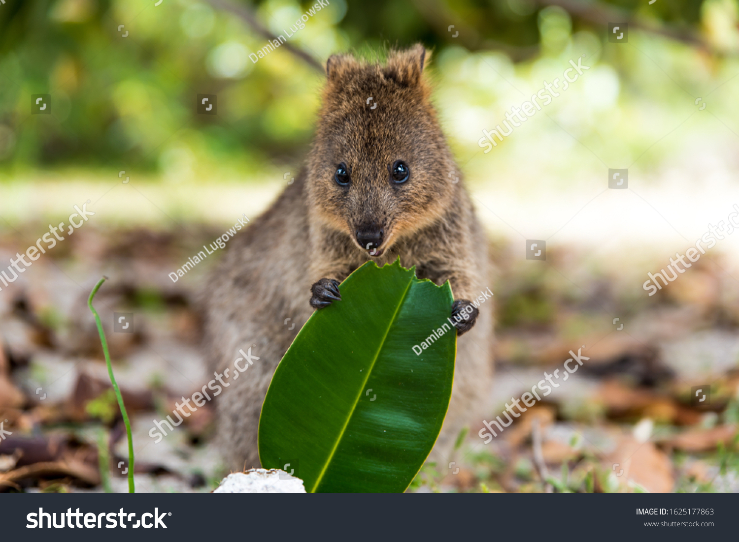 220 Quokka eat Images, Stock Photos & Vectors | Shutterstock