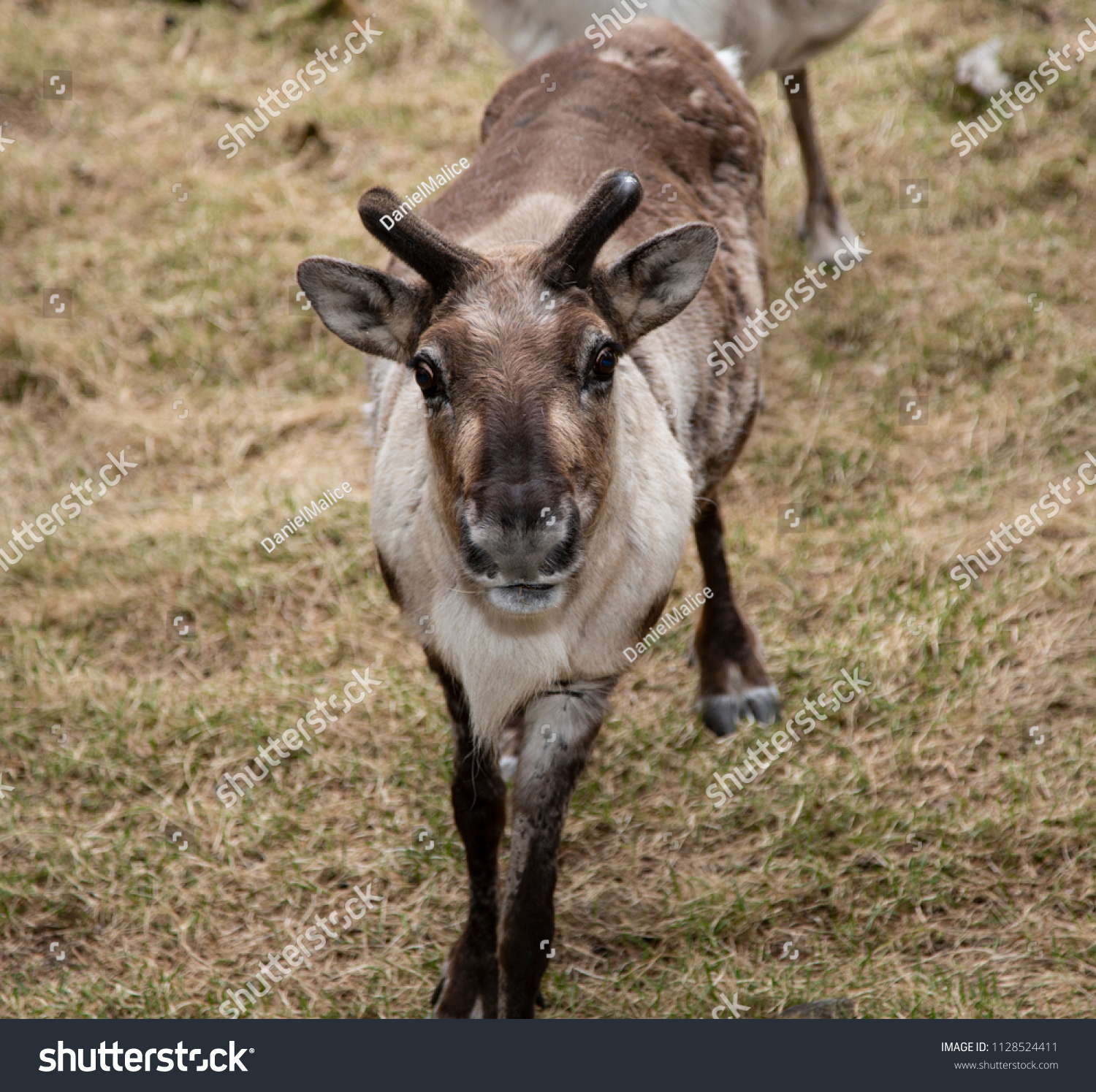 baby reindeer ears