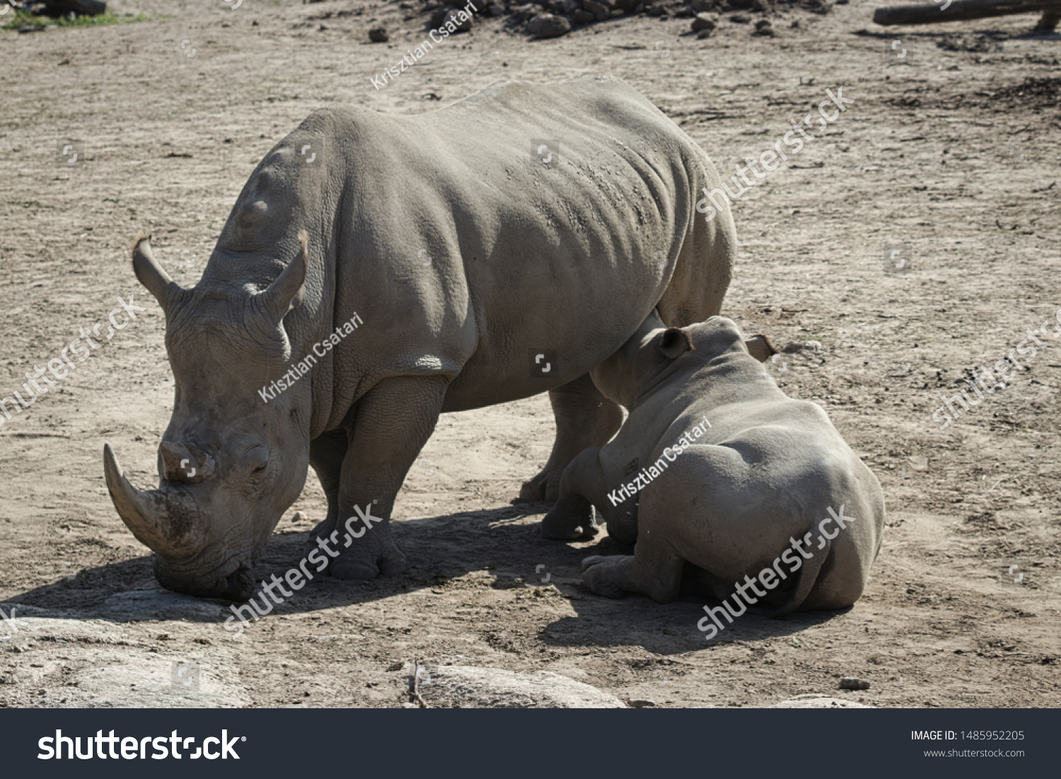 Rhino Feeding Images, Stock Photos & Vectors 