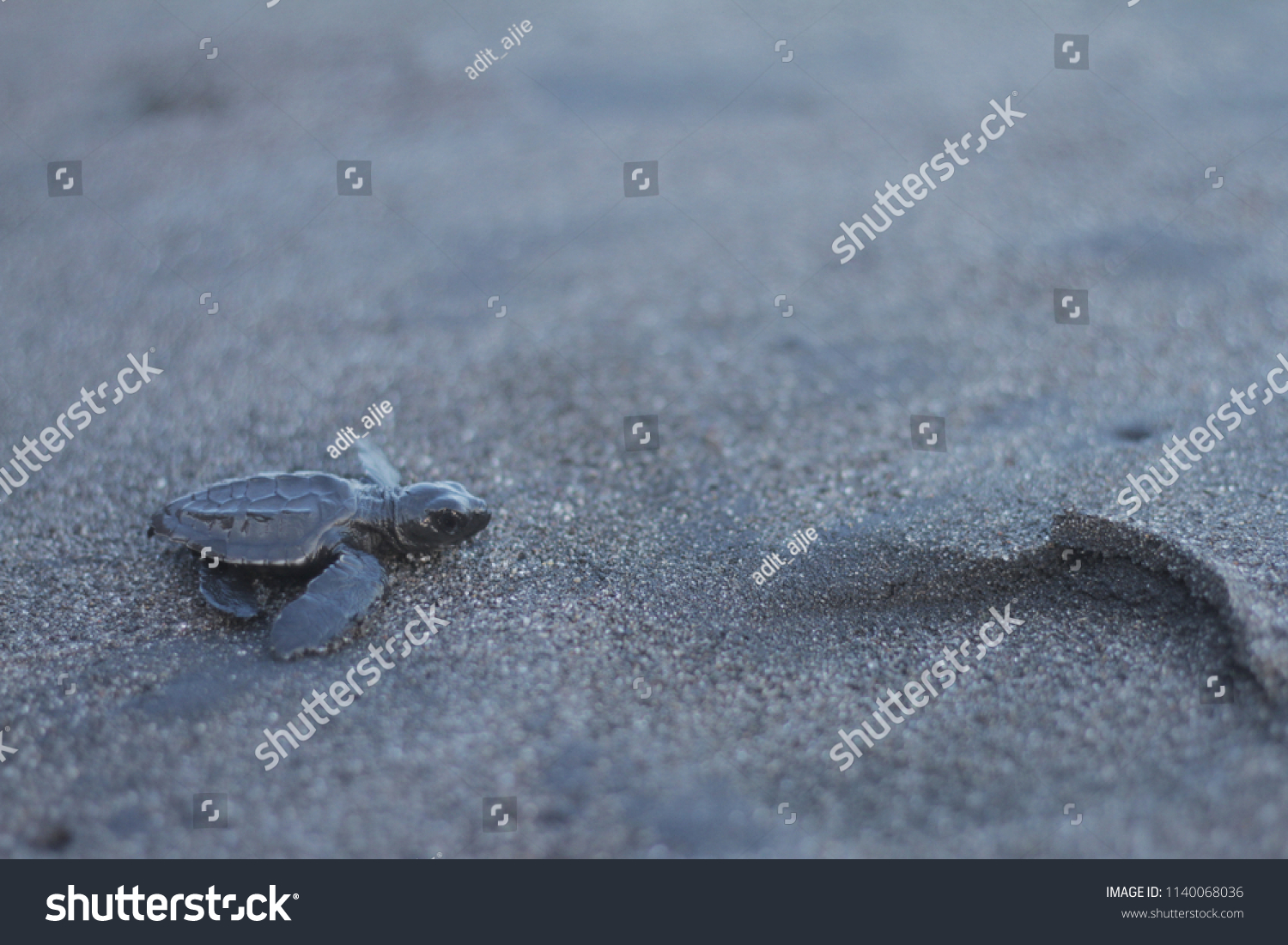 Baby Sea Turtles On Beach Stock Photo (Edit Now) 1140068036