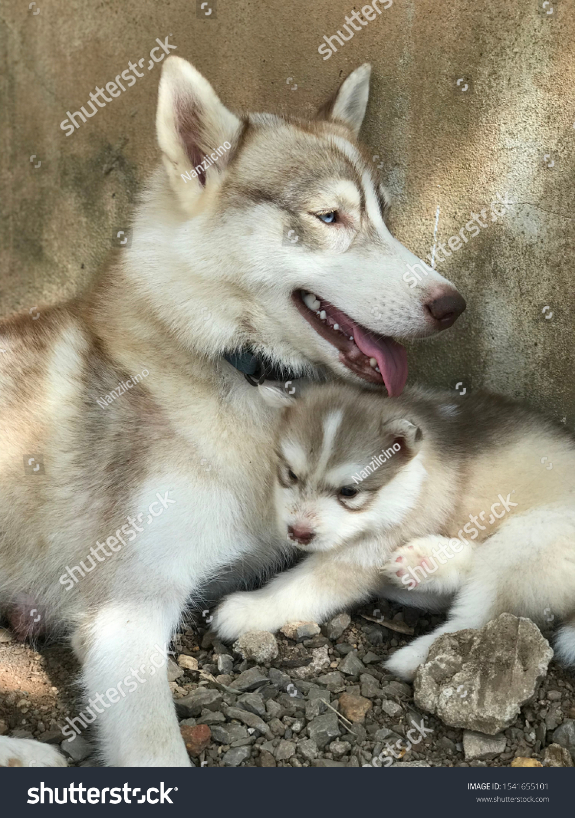 Baby Siberian Husky Puppies Mom Dad Photo De Stock Modifiable