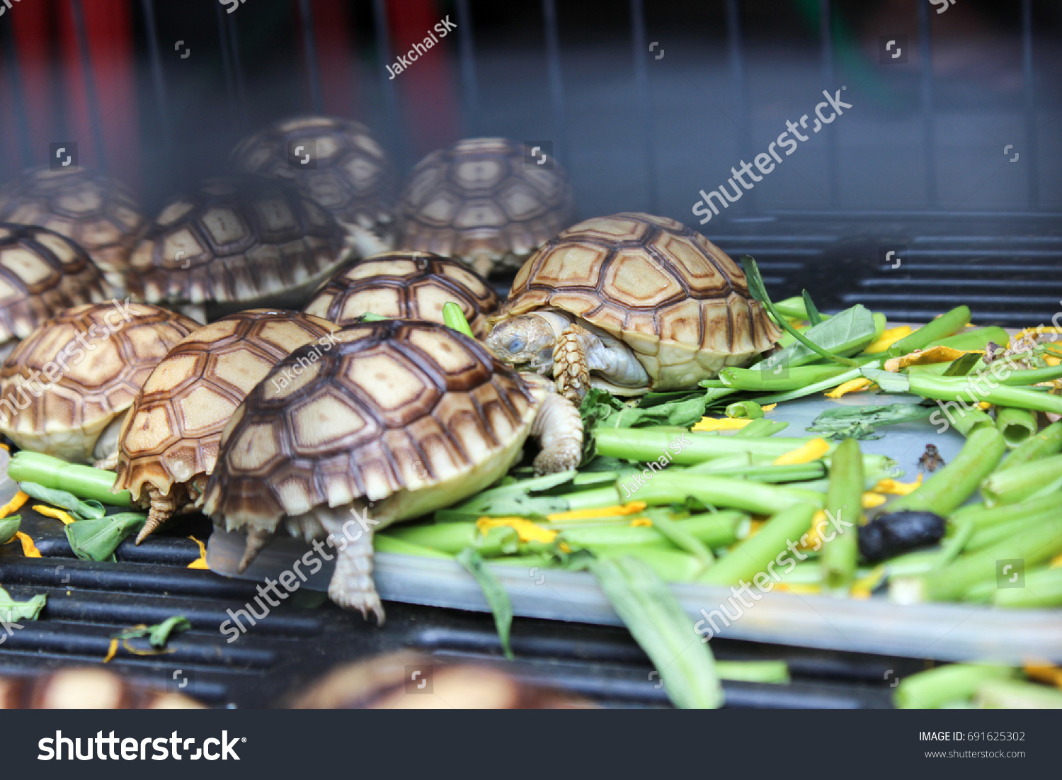 Baby Sulcata Turtles Eat Vegetables Stock Photo Edit Now 691625302