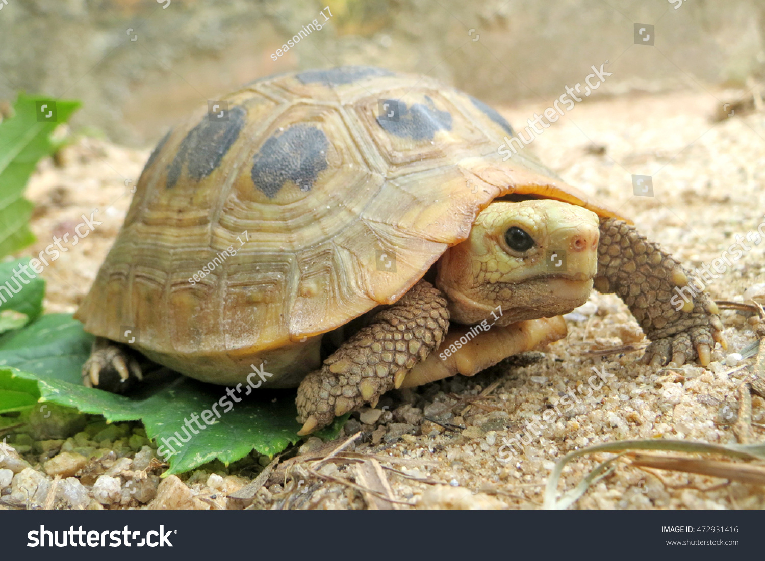 Baby Tortoise Hatching Elongated Tortoise Stock Photo 472931416 ...