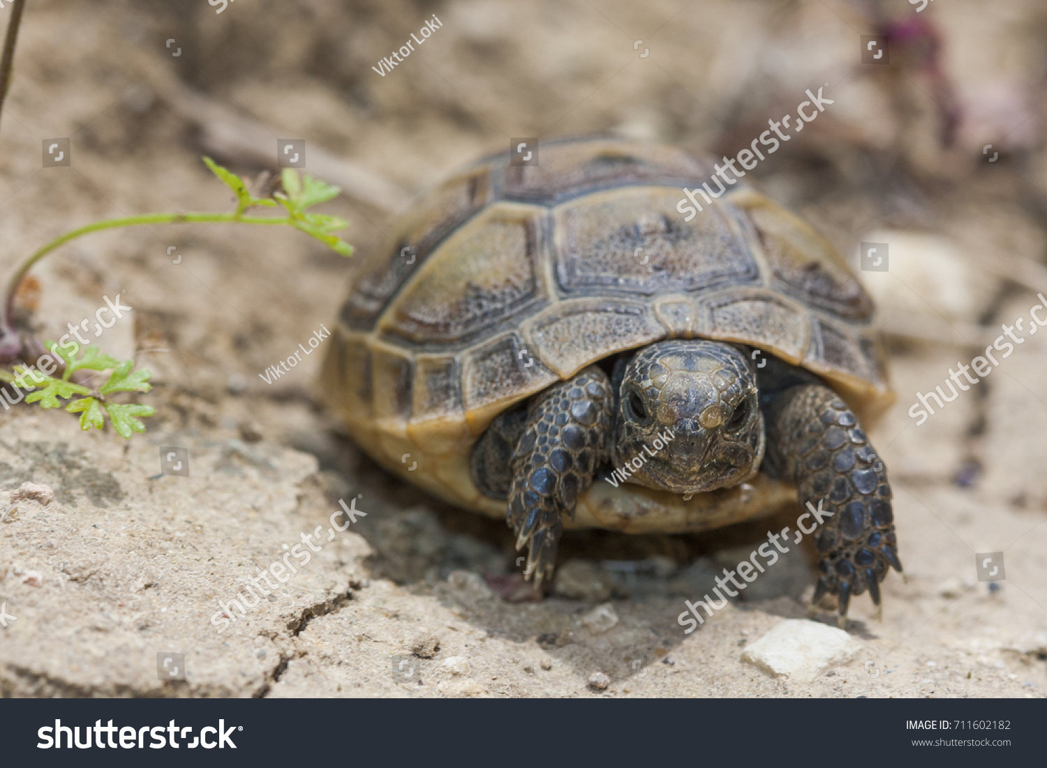 mediterranean spur thighed tortoise