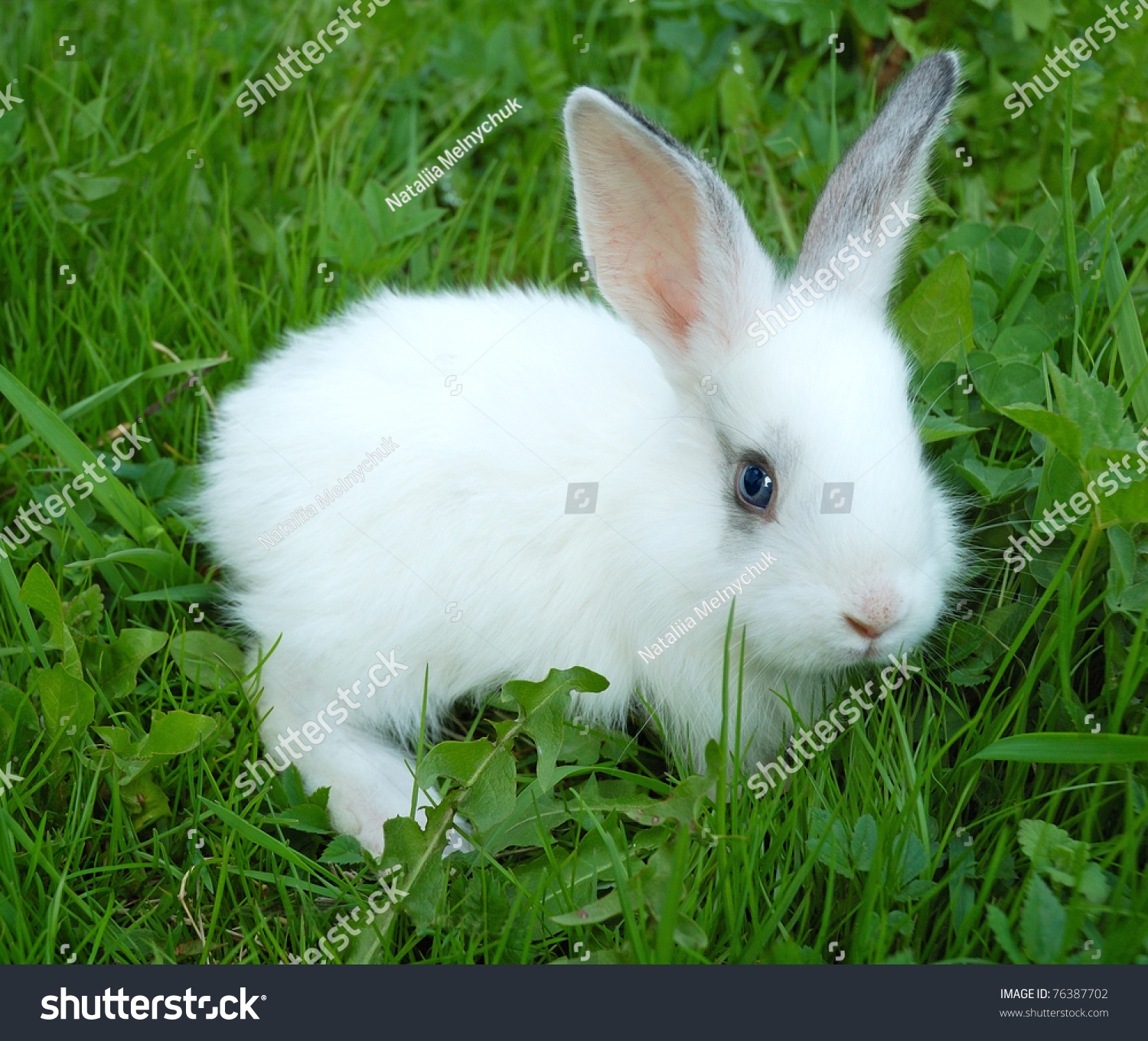 Baby White Rabbit In Grass Stock Photo 76387702 : Shutterstock