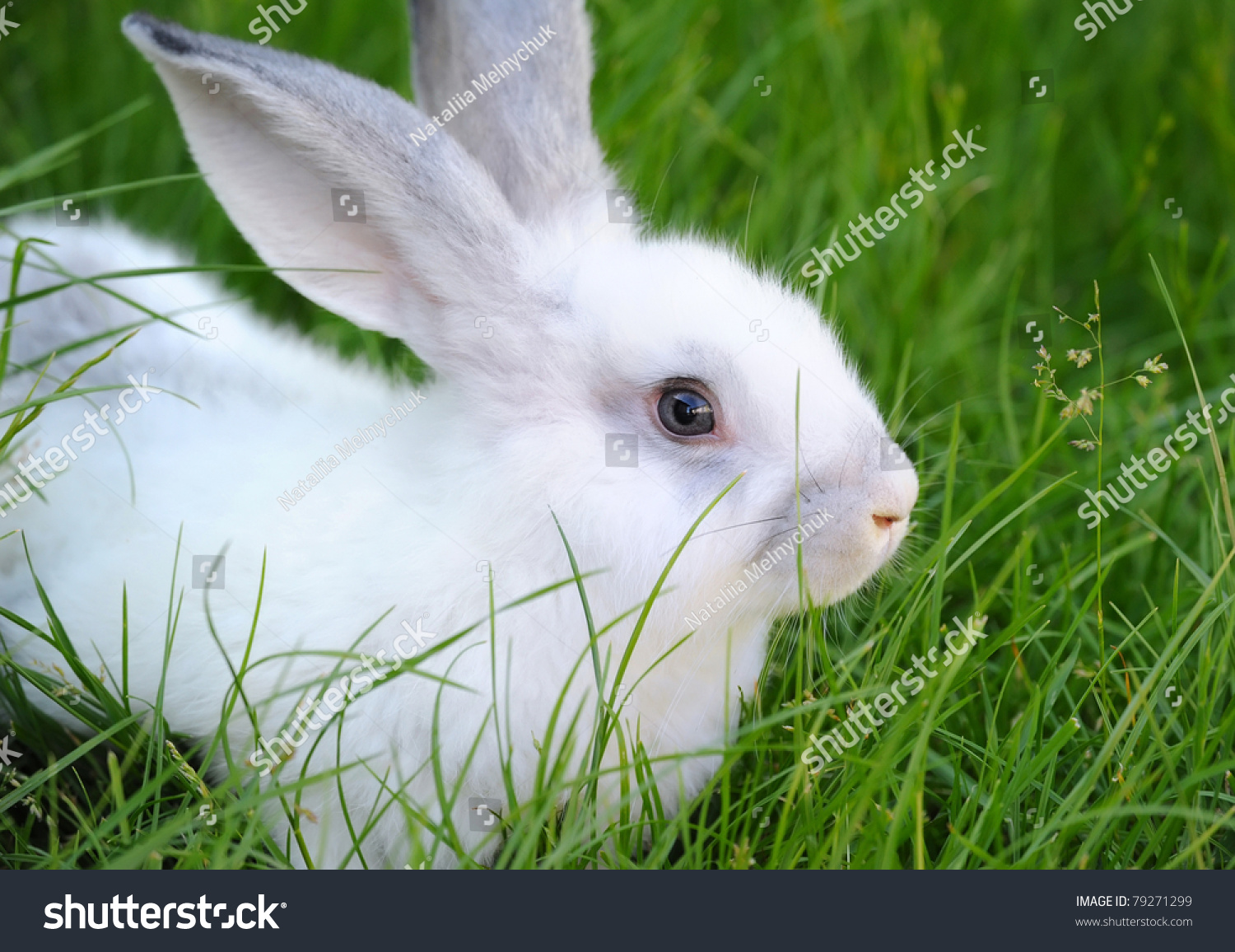 Baby White Rabbit In Grass Stock Photo 79271299 : Shutterstock