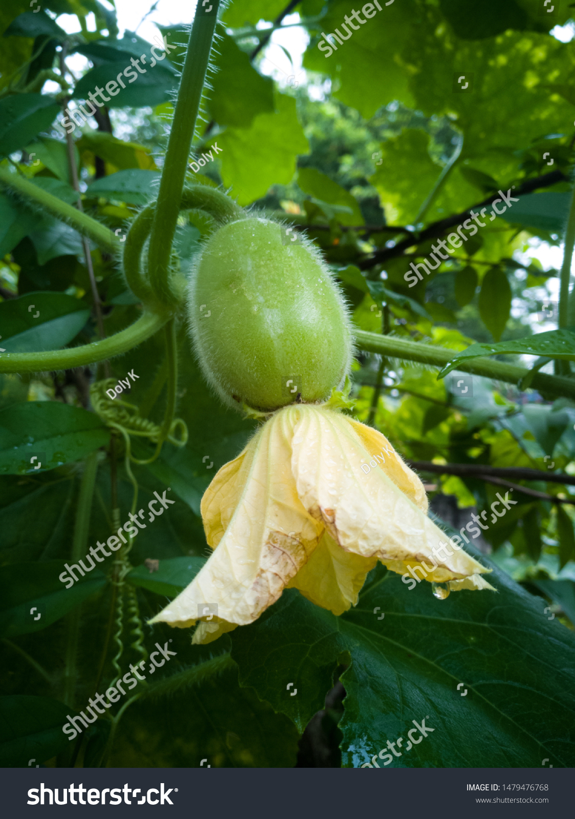 Baby Winter Melon Female Flowers Fruit Stock Photo Edit Now