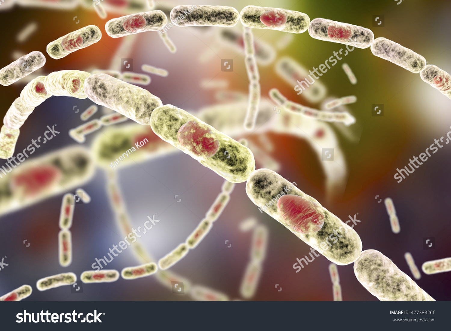 Bacillus Anthracis Grampositive Spore Forming Bacteria Stock