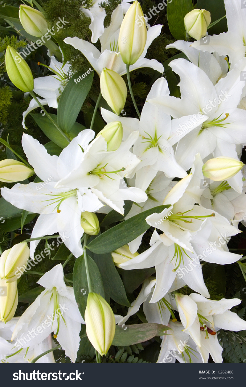 Background From Large White Lilies Stock Photo 10262488 : Shutterstock