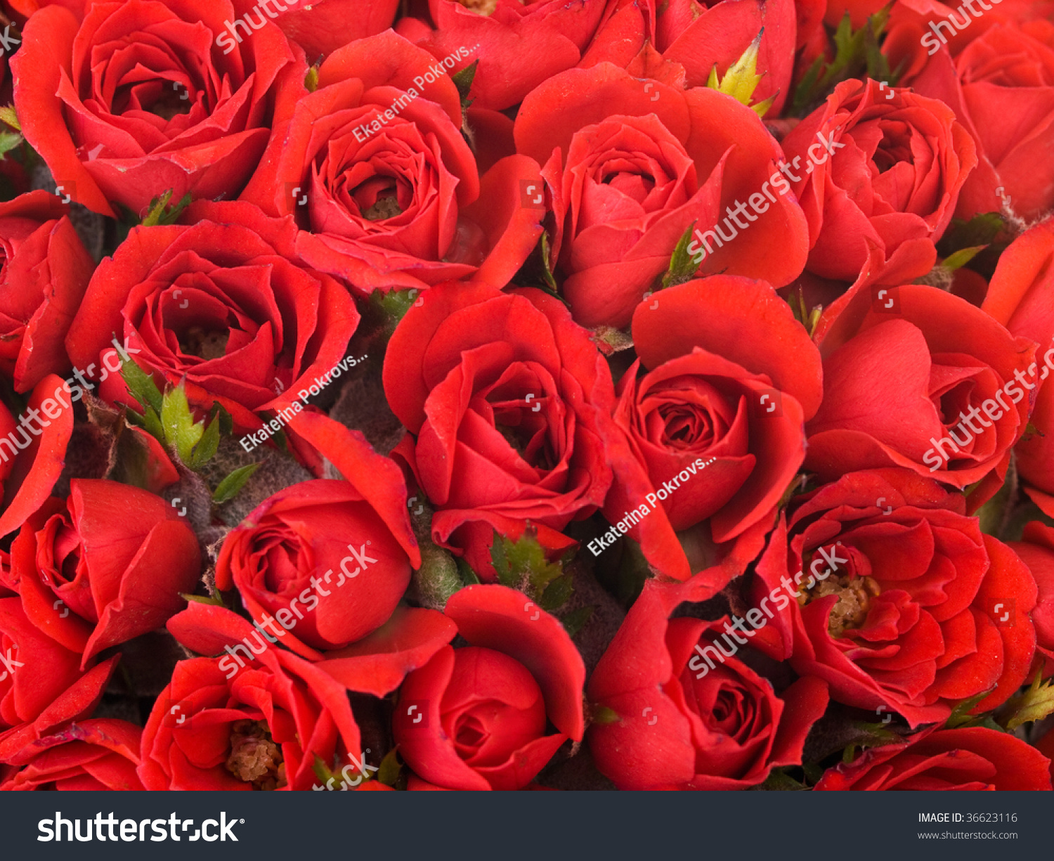 Background Of A Lot Of Small Red Roses Stock Photo 36623116 : Shutterstock