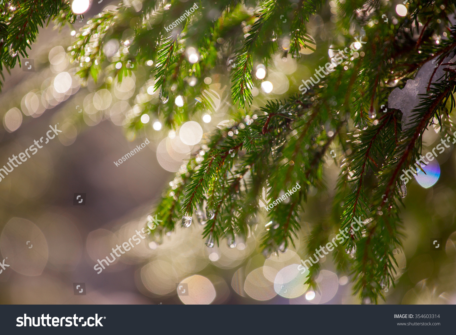 Background Of Christmas Tree Branches. Stock Photo 354603314 : Shutterstock