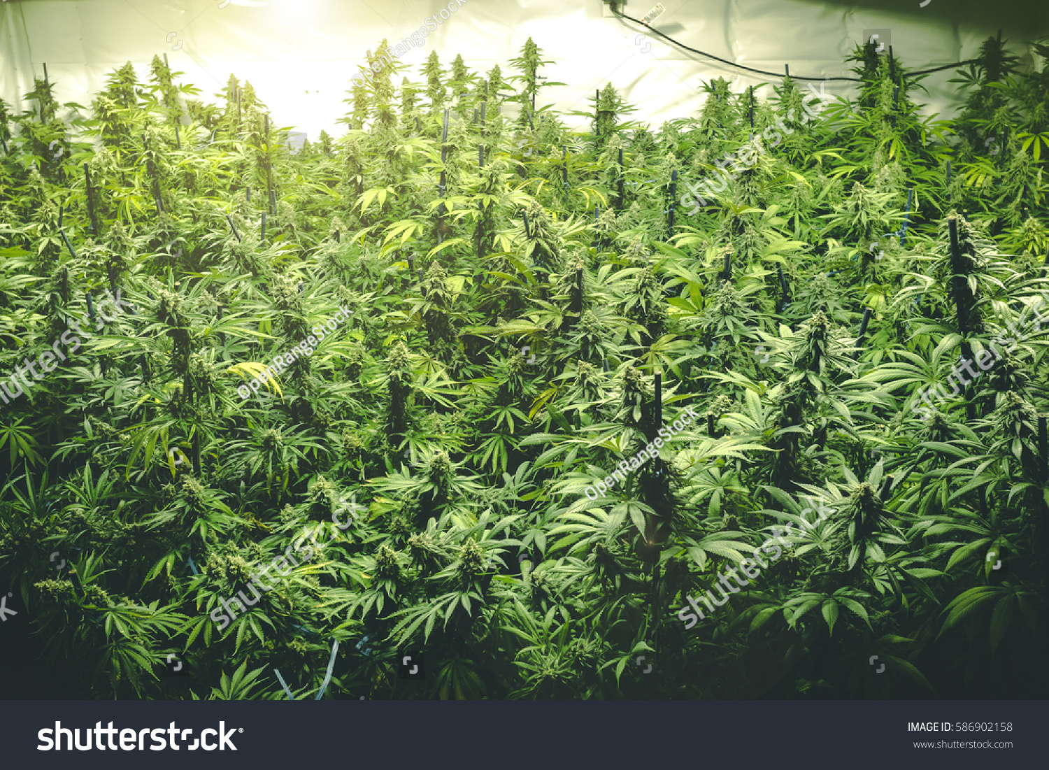 Cultiver de gros plants de cannabis en intérieur
