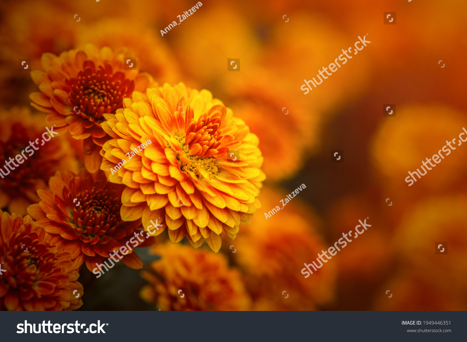 76,130 Orange chrysanthemum Images, Stock Photos & Vectors | Shutterstock