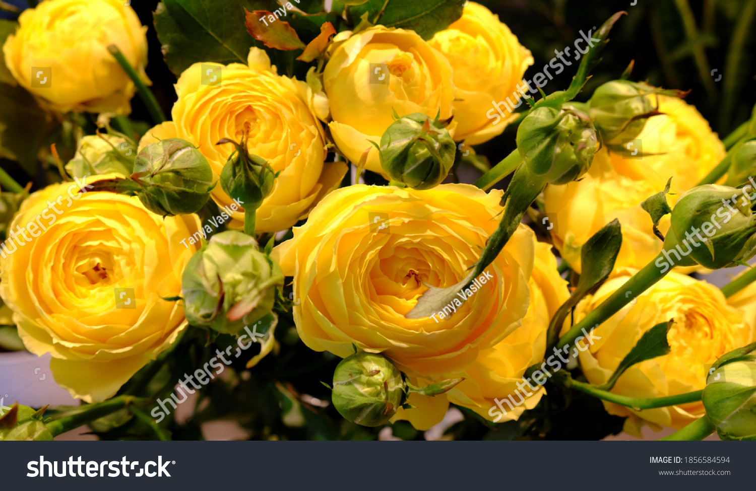 63,541 Peonies yellow Images, Stock Photos & Vectors | Shutterstock