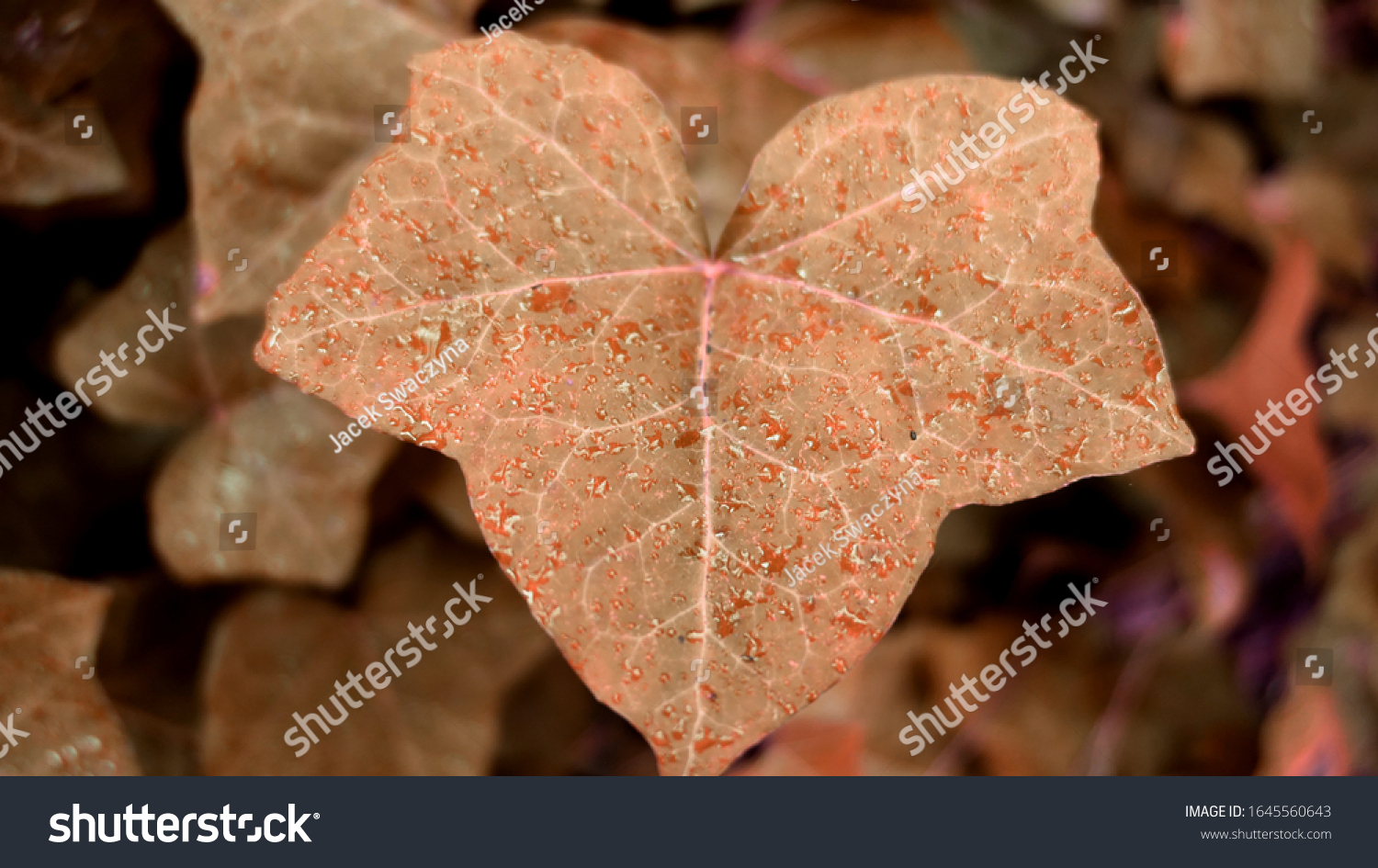 Background Texture Wallpaper Ivy Stock Photo (Edit Now) 1645560643