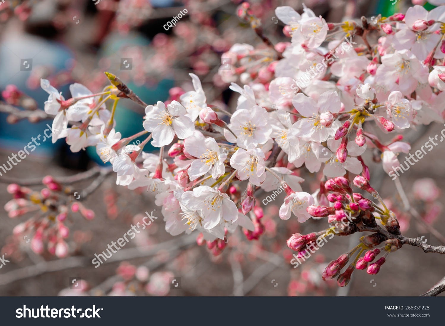 Background Wallpaper Of Cherry Blossom Sakura Flower In Garden