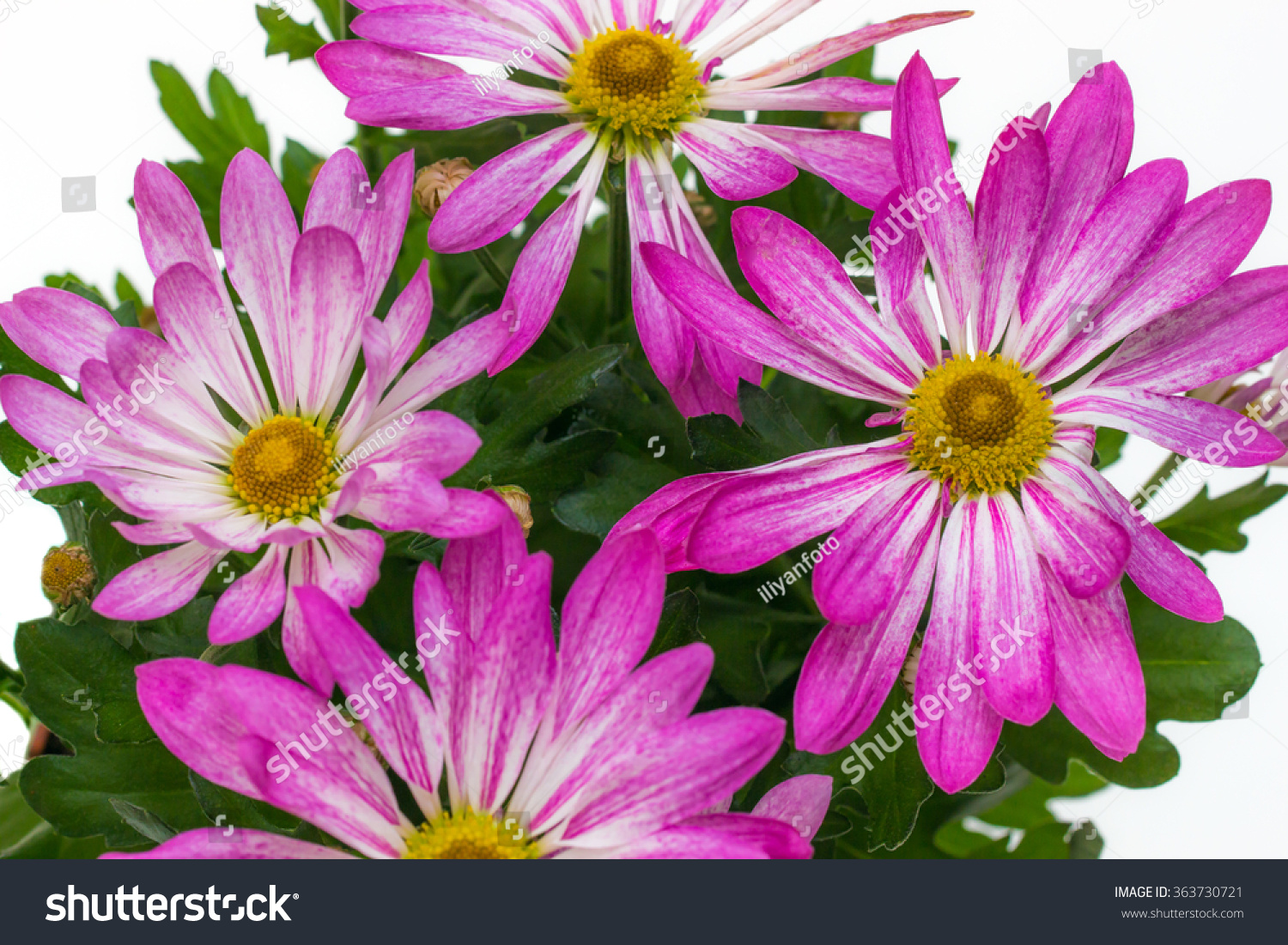 Background With Flowers Naturmort Stock Photo 363730721 : Shutterstock