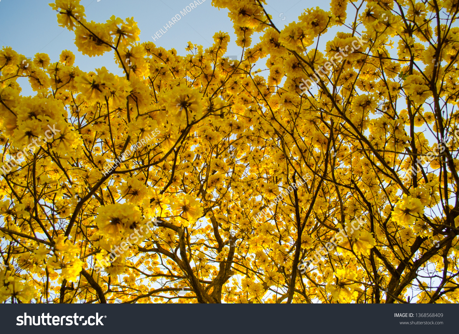 Backgroundset Yellow Flowers Tropical Tree Stock Photo Edit Now 1368568409