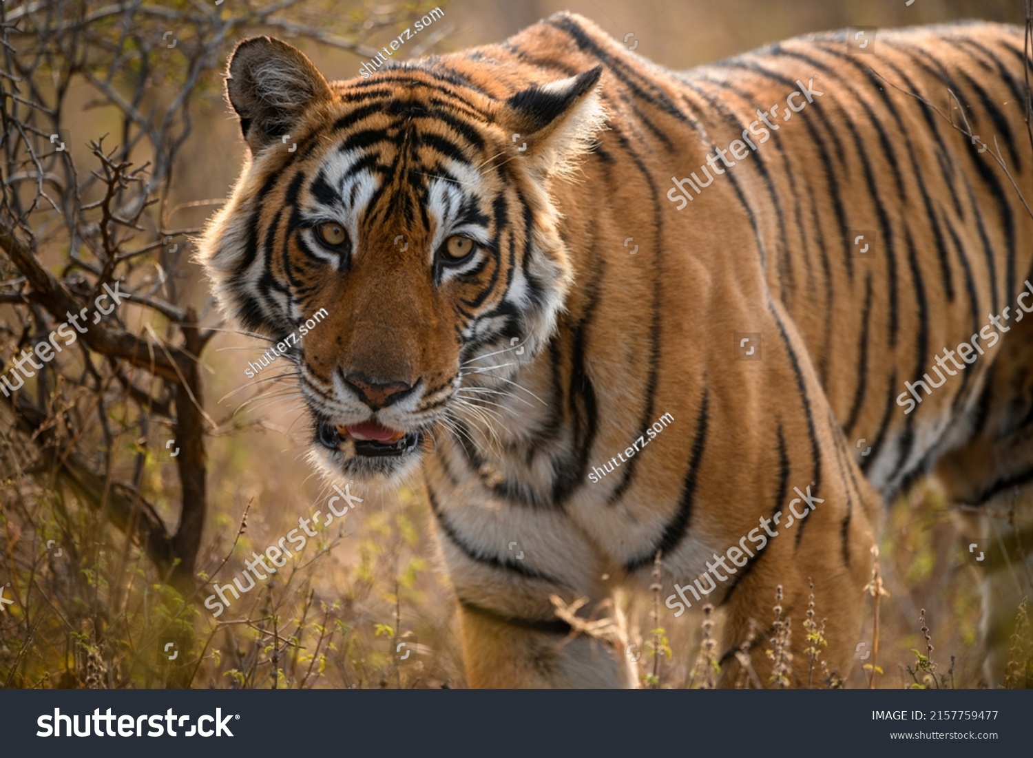 24.077 imagens de Tigresa Imagens, fotos stock e vetores | Shutterstock