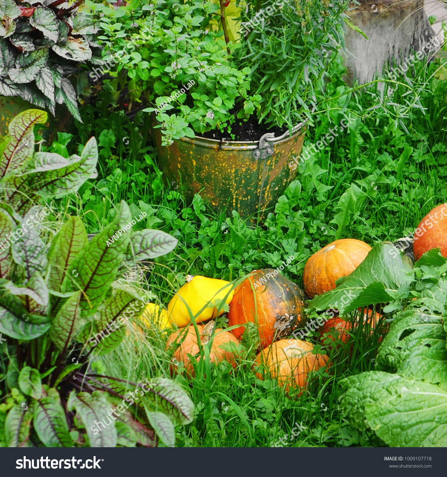 Backyard kitchen garden