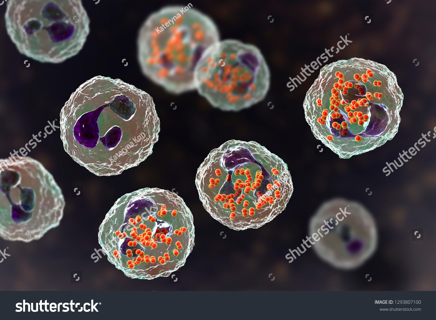 Bacteria Neisseria Gonorrhoeae Inside Neutrophils Gonoccoccus 스톡 일러스트 1293807100 4503