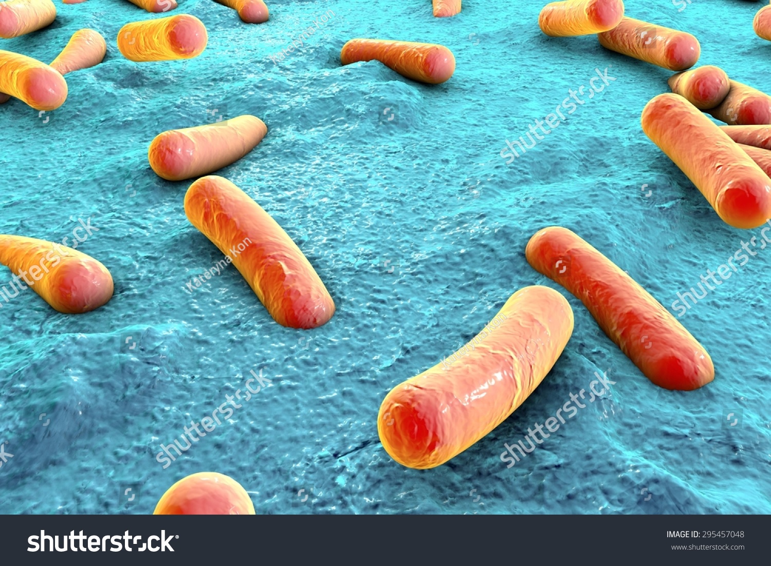 Bacteria On Surface Of Skin, Mucous Membrane Or Intestine, Model Of ...