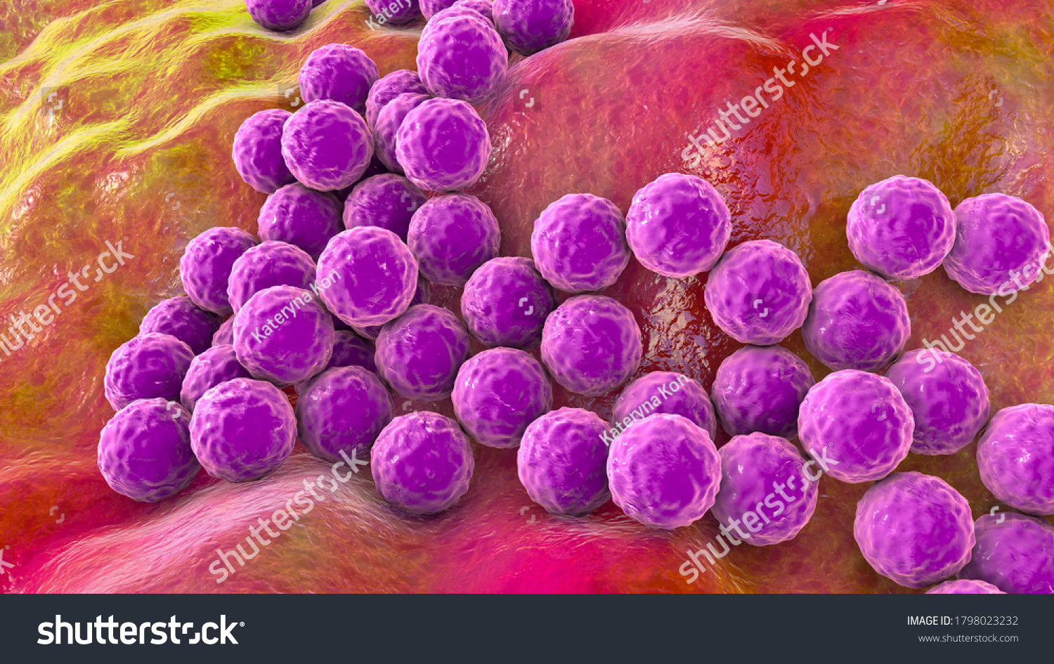 Bacteria Staphylococcus Aureus Staphylococcus Epidermidis Mrsa Stock