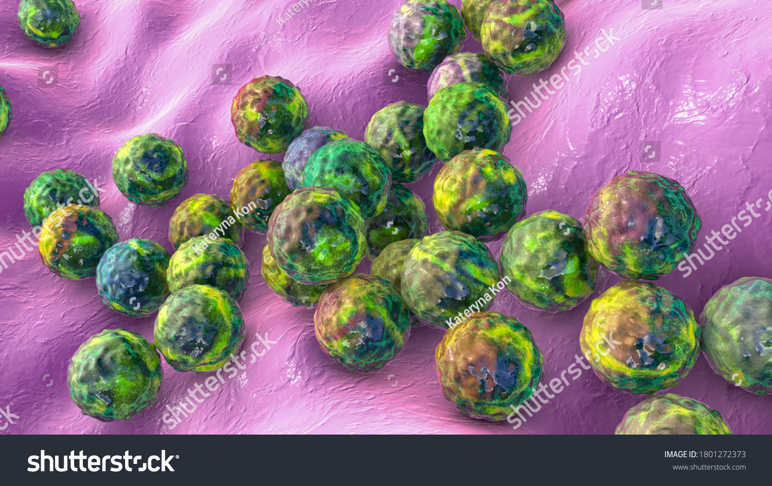 Bacterias Staphylococcus Aureus Staphylococcus Epidermidis Mrsa