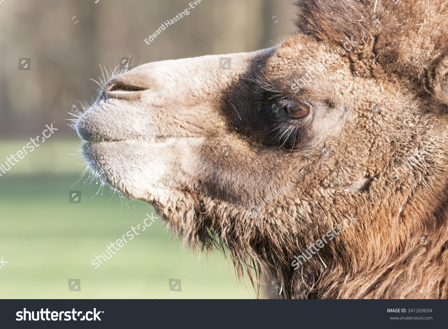 Bactrian Camels Have Two Humps On Stock Photo Edit Now 241269694