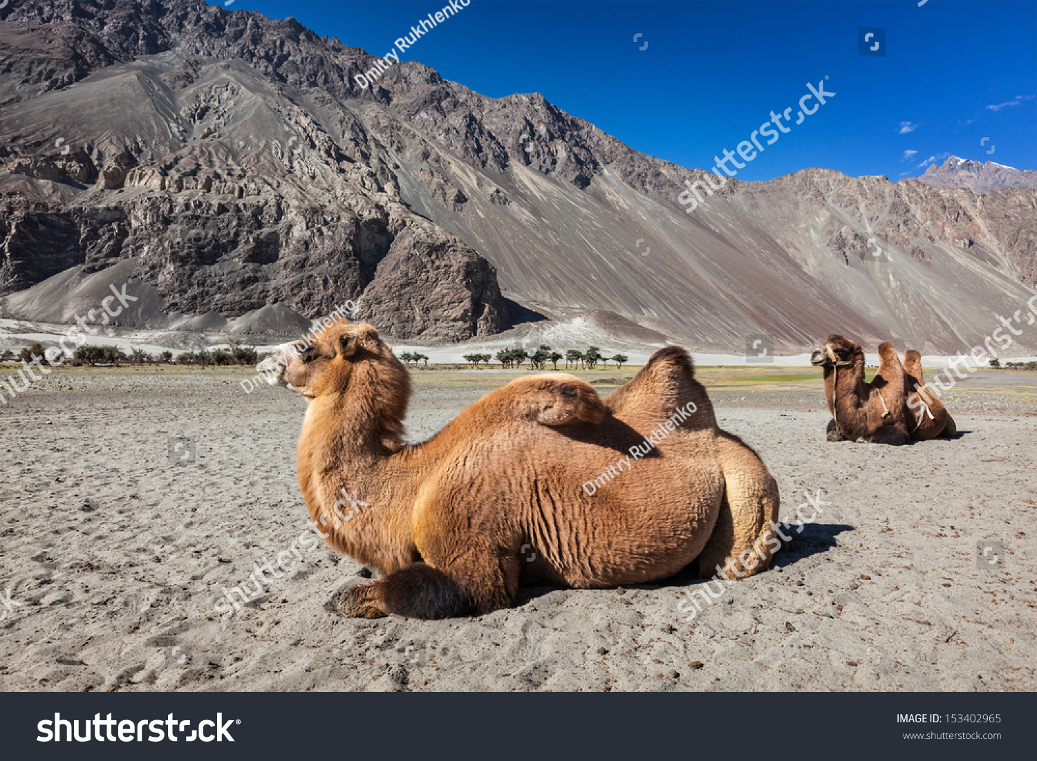 Bactrian Camels In Himalayas. Hunder Village, Nubra Valley, Ladakh ...