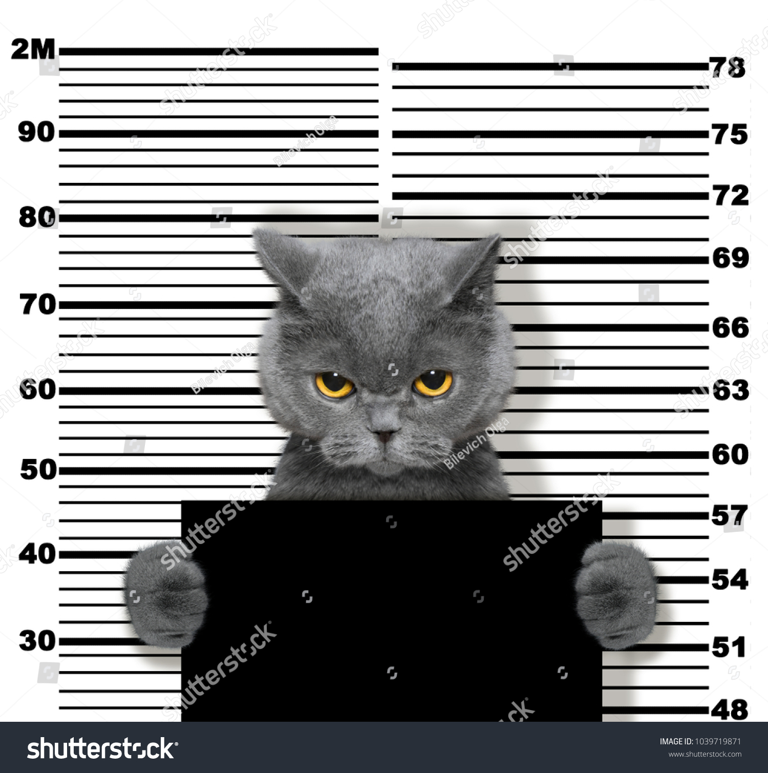 499 Cat arrested Images, Stock Photos & Vectors | Shutterstock