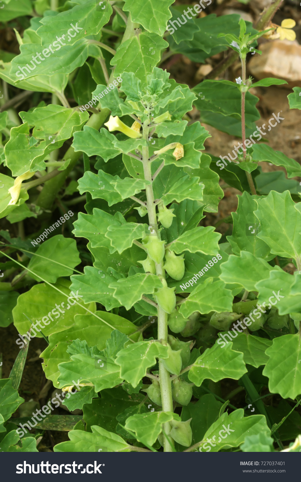 Bada Gokhru Plant Most Useful Traditional 库存照片 立即编辑