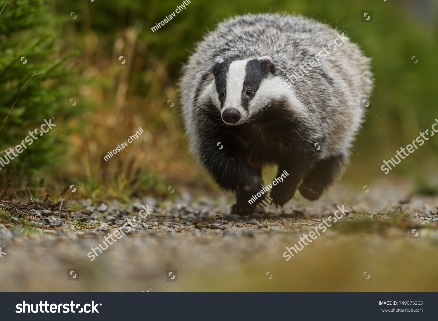 Foto Stok Badger Running Forest Animal Nature Habitat Edit Sekarang 749075263