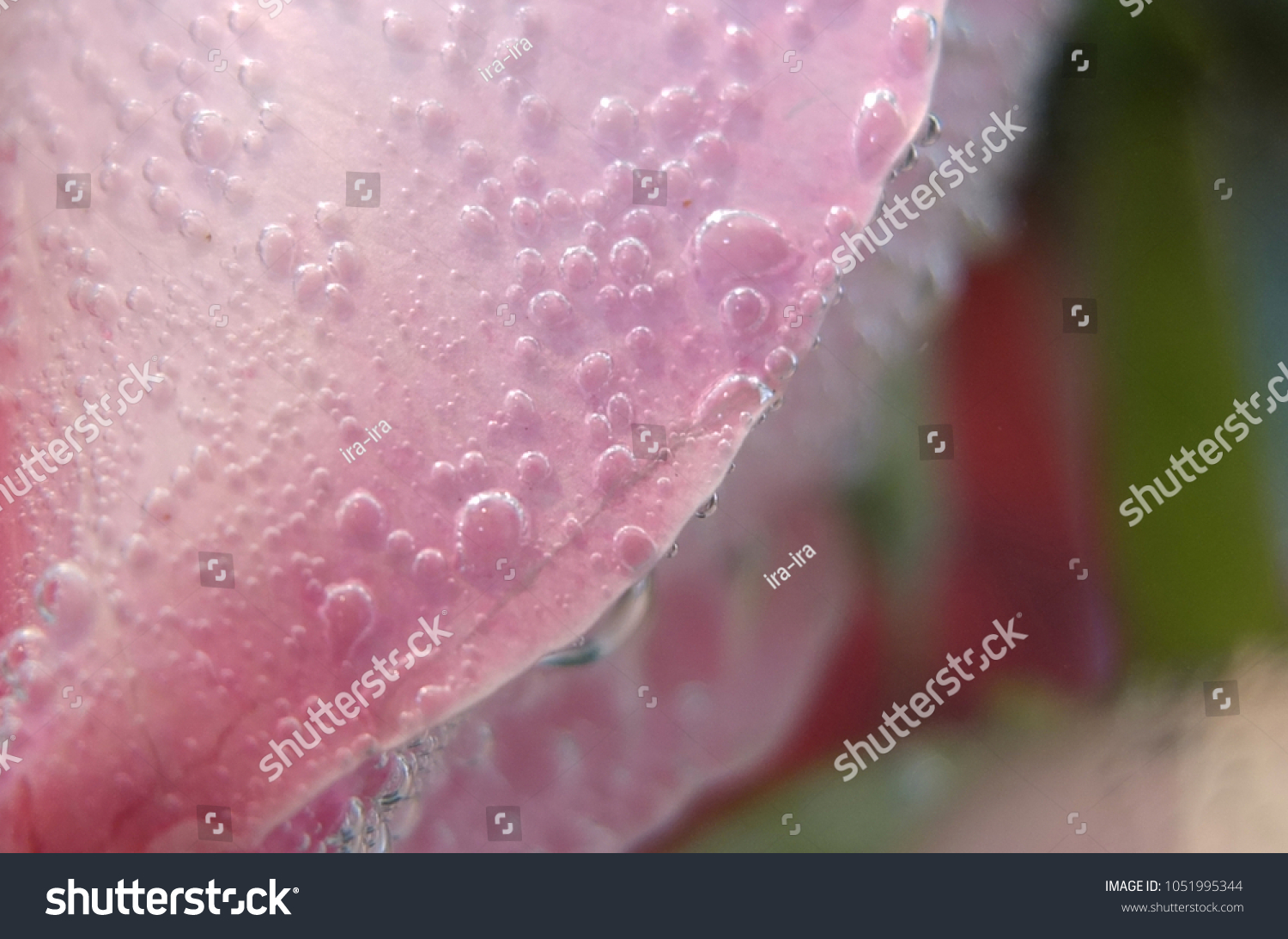 bakround absrakt pink drop