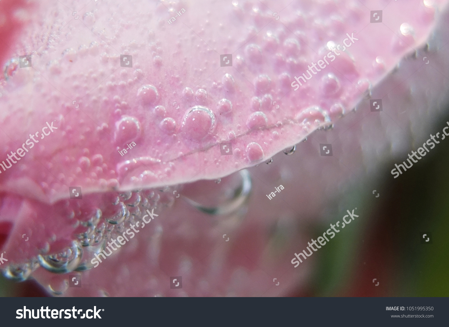 bakround absrakt pink drop