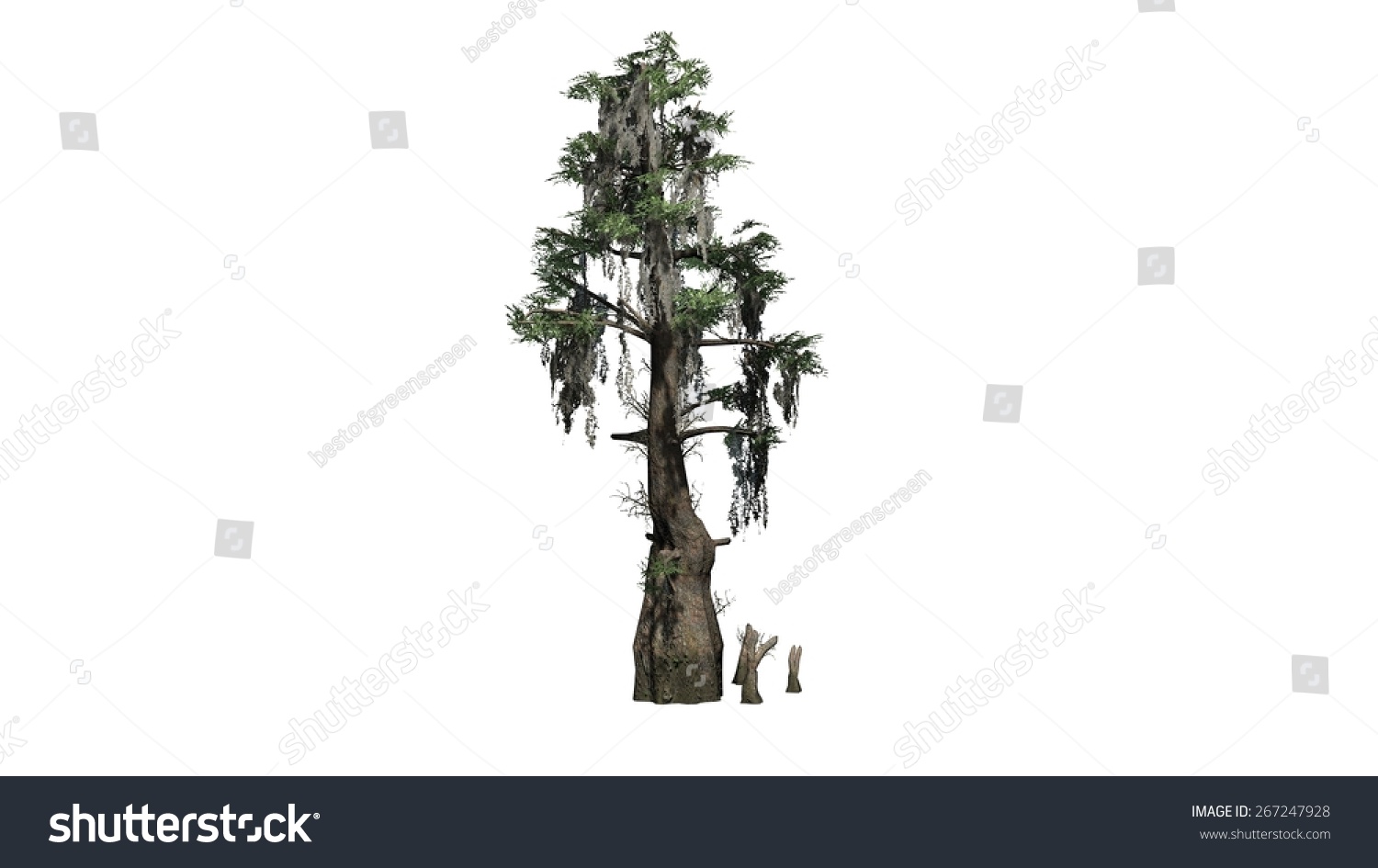 Bald Cypress Isolated On White Background Stock Illustration 267247928