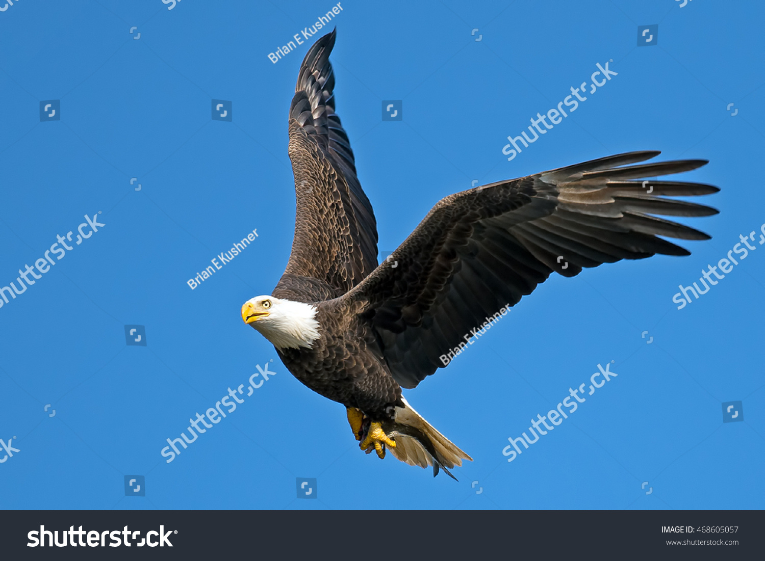 Bald Eagle Flight Fish Stock Photo 468605057 | Shutterstock