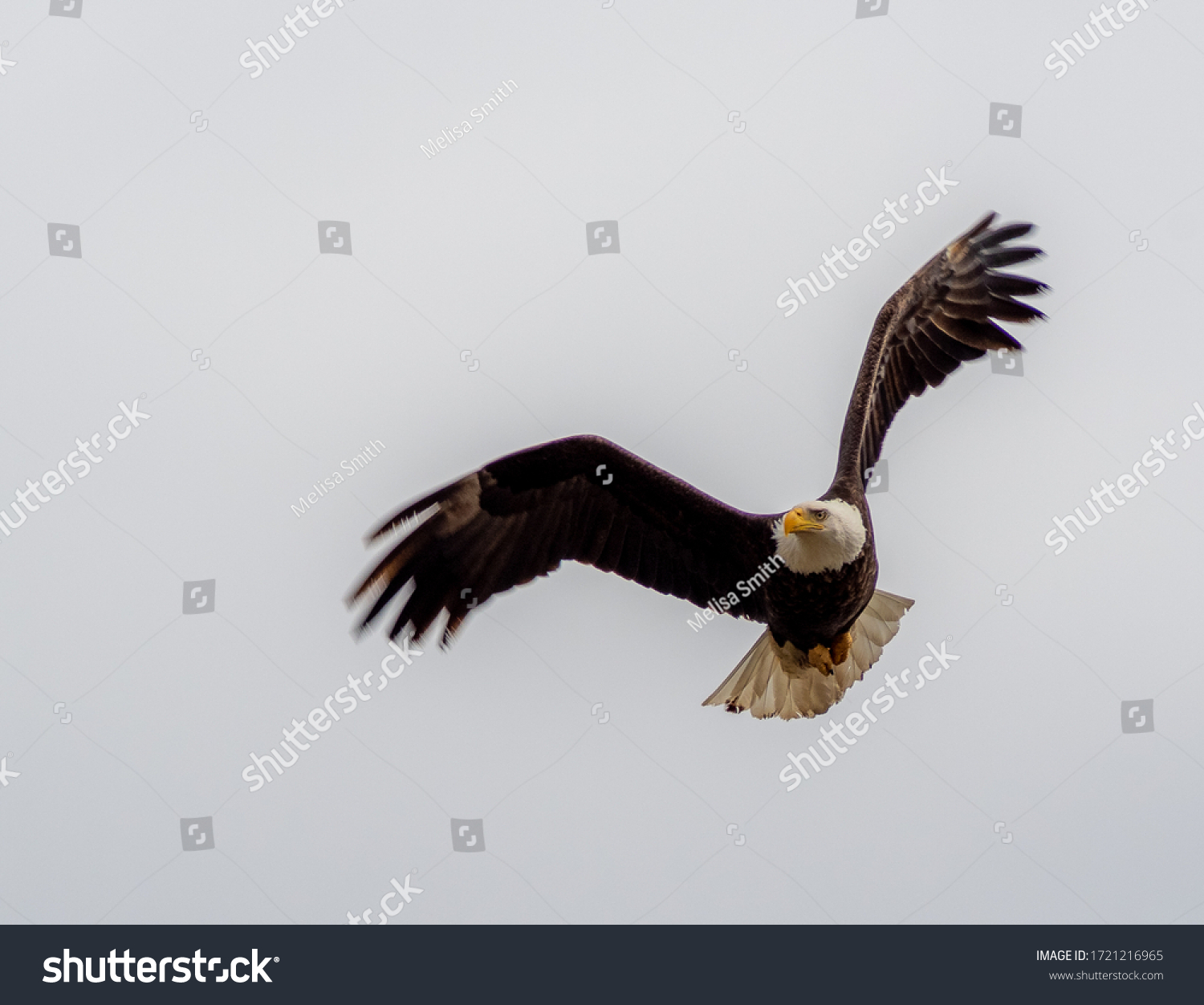 Bald Eagle Southeast Idaho Stock Photo 1721216965 | Shutterstock