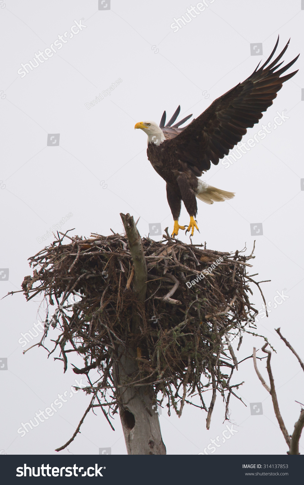 Bald Eagle Stock Photo from Shutterstock