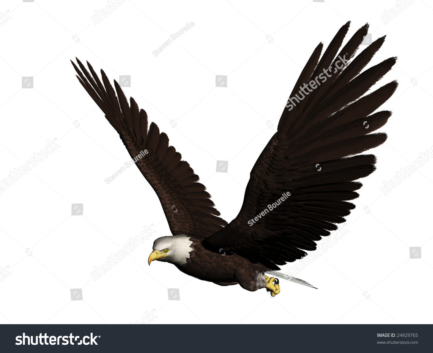 Bald Eagle On White Background Stock Photo 24929765 : Shutterstock