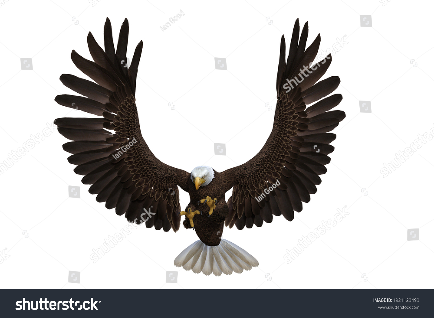 2,811 Eagle render Images, Stock Photos & Vectors | Shutterstock