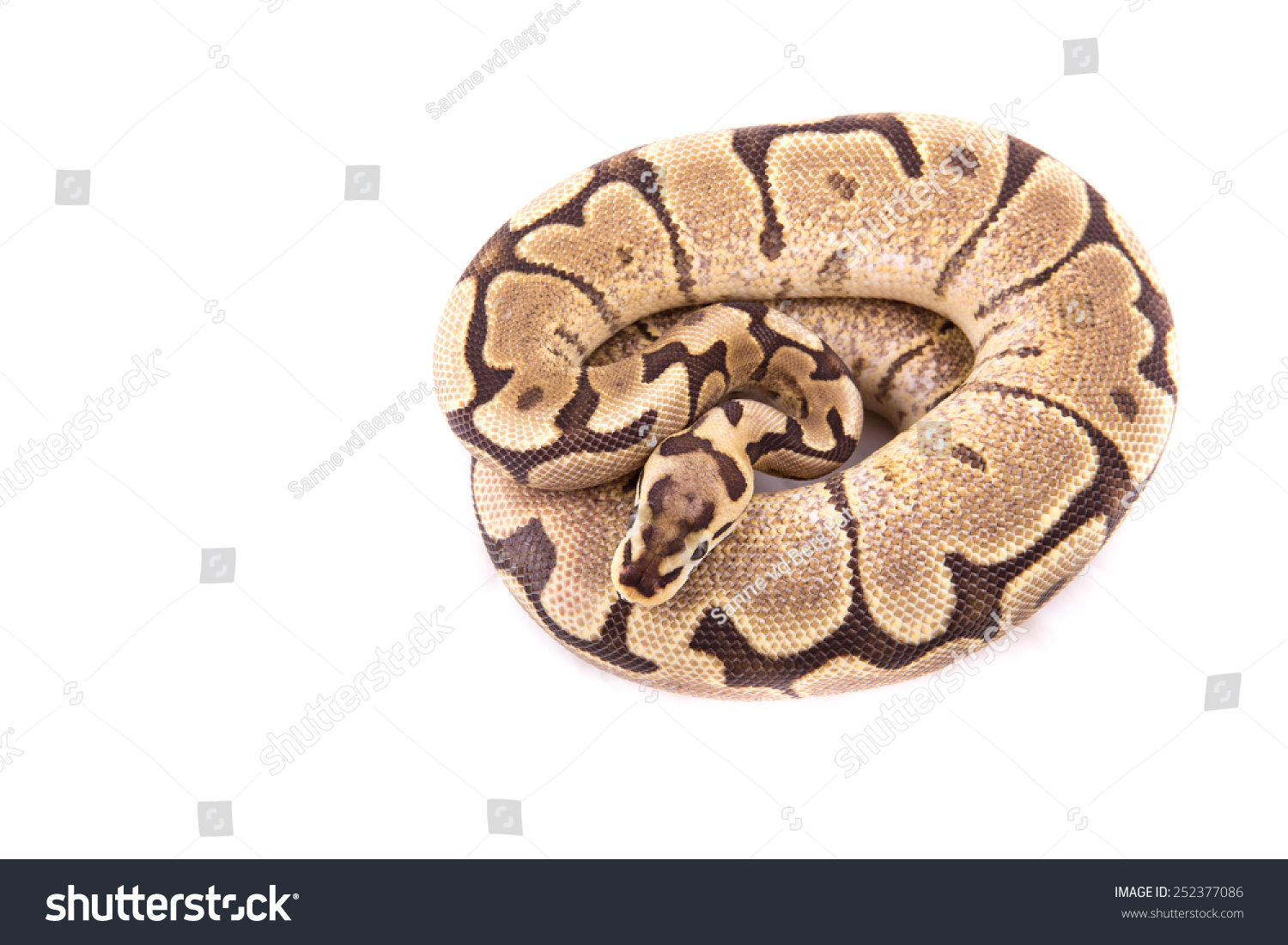 Download Ball Python Royal Python On White Stock Photo Edit Now 252377086 Free HD Get Wallpaper Ball Python Royal Python On White Stock Photo Edit Now 252377086 For Android